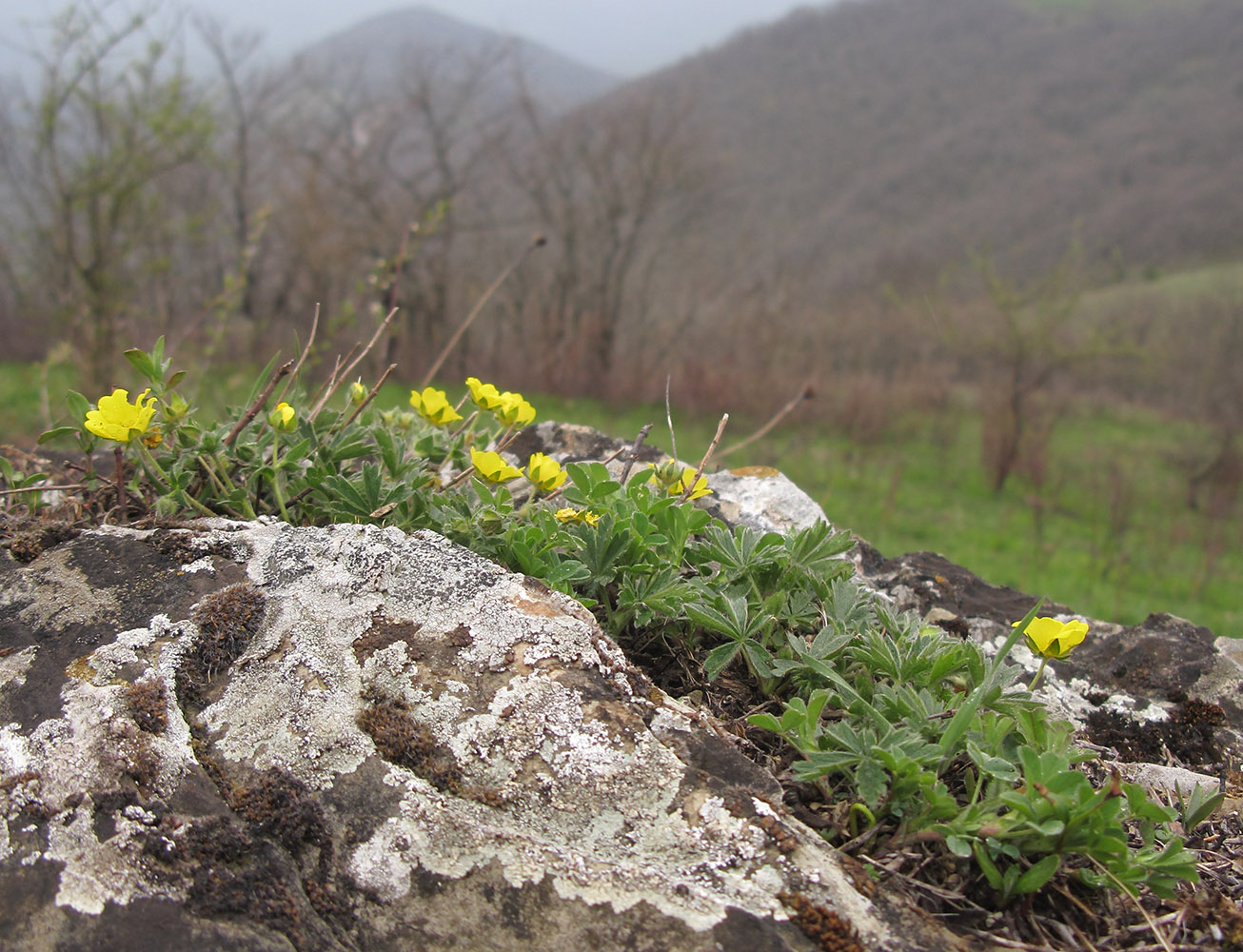 Image of Potentilla sphenophylla specimen.