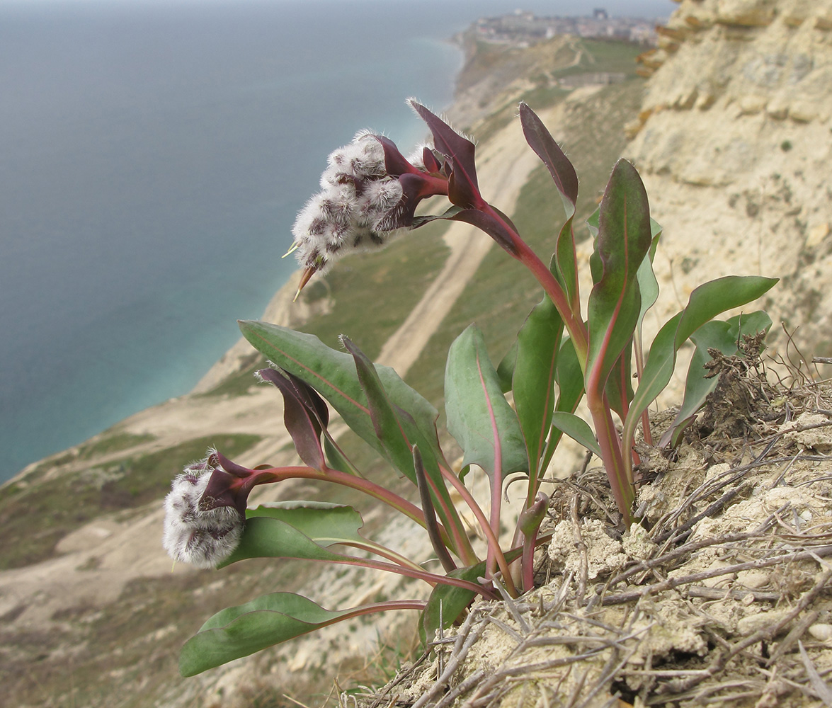 Image of Rindera tetraspis specimen.