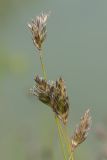 Sesleria caerulea