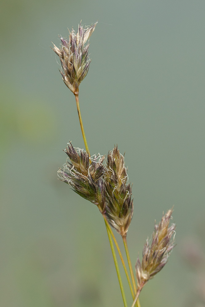 Изображение особи Sesleria caerulea.