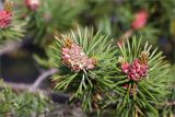 Pinus friesiana. Верхушки побегов с \"пылящими\" микростробилами. Кольский п-ов, Кандалакшский берег Белого моря, песчаный пляж. 24.06.2015.