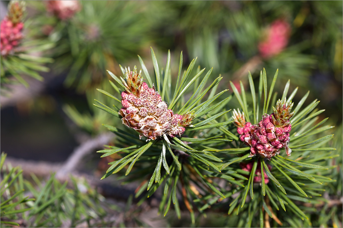 Изображение особи Pinus friesiana.