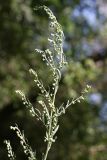 Artemisia absinthium. Верхушка расцветающего растения. Южный Казахстан, горы Алатау (Даубаба), Западное ущелье. 23.06.2014.