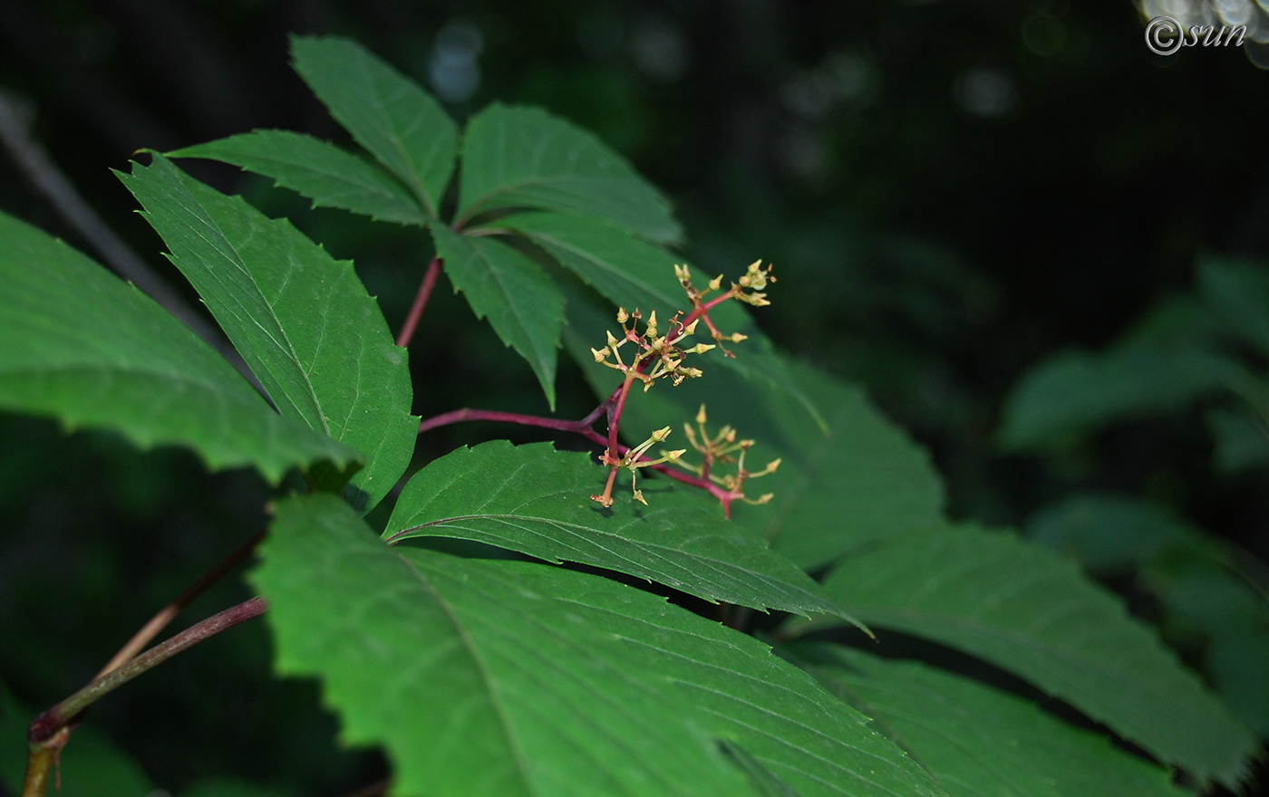 Изображение особи Parthenocissus quinquefolia.