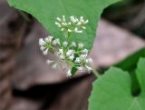 Mikania cordifolia. Соцветие. Андаманские острова, остров Хейвлок, в поселке у дороги. 01.01.2015.