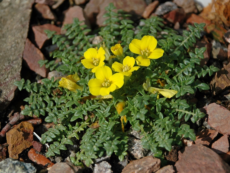 Изображение особи Morisia monanthos.