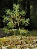 Image of taxon representative. Author is Дмитрий Орешкин