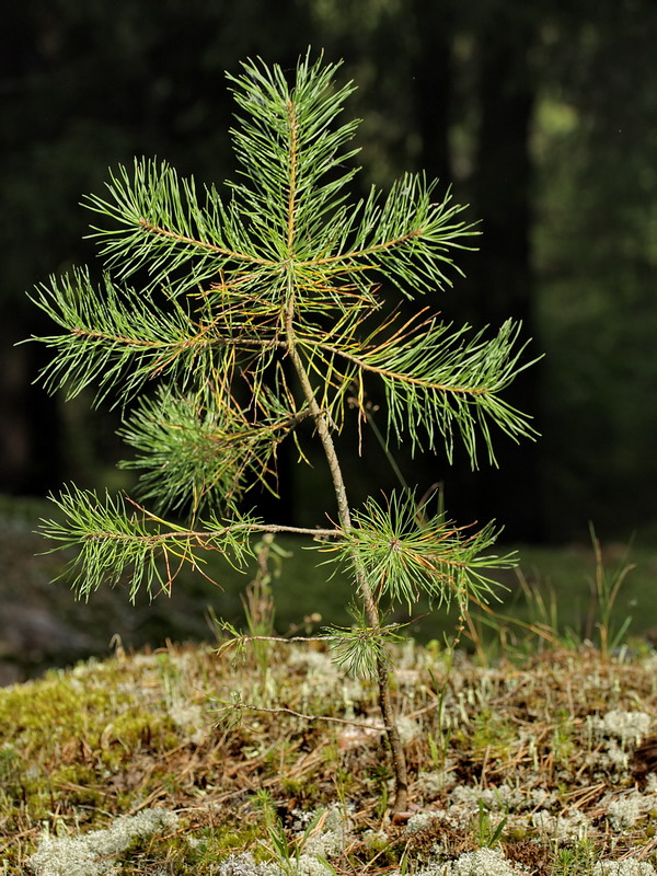 Image of Pinus sylvestris specimen.