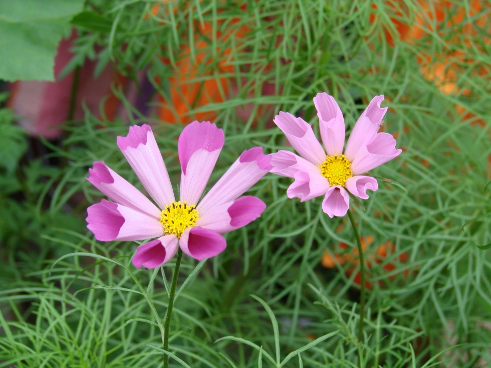 Image of Cosmos bipinnatus specimen.