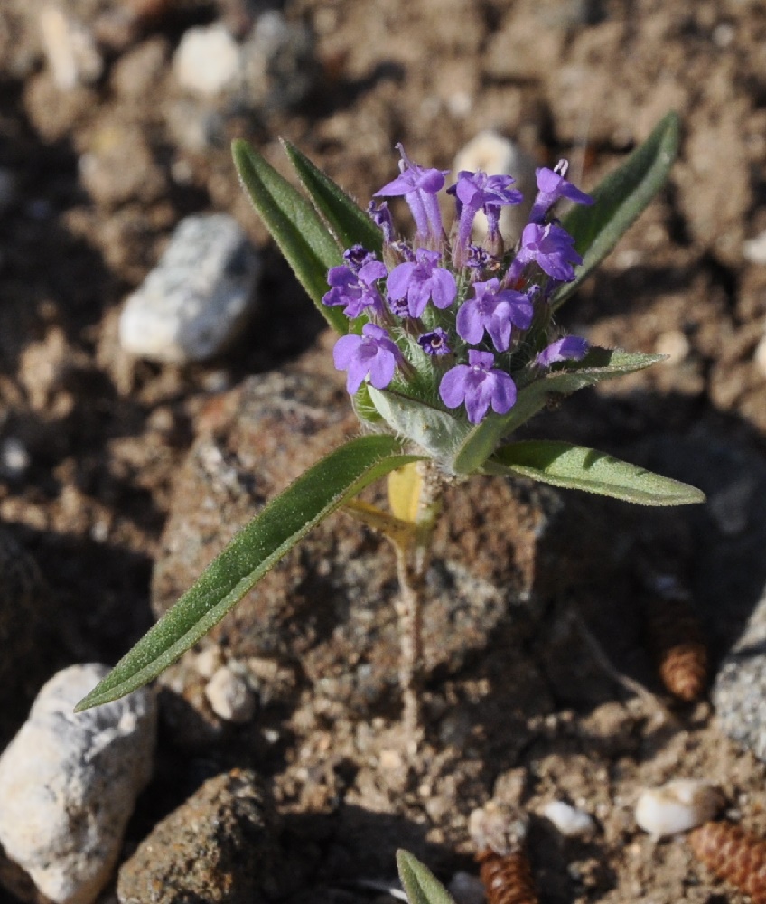 Изображение особи Ziziphora capitata.