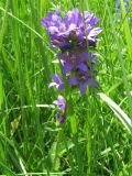 Campanula glomerata