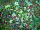 Peucedanum oreoselinum