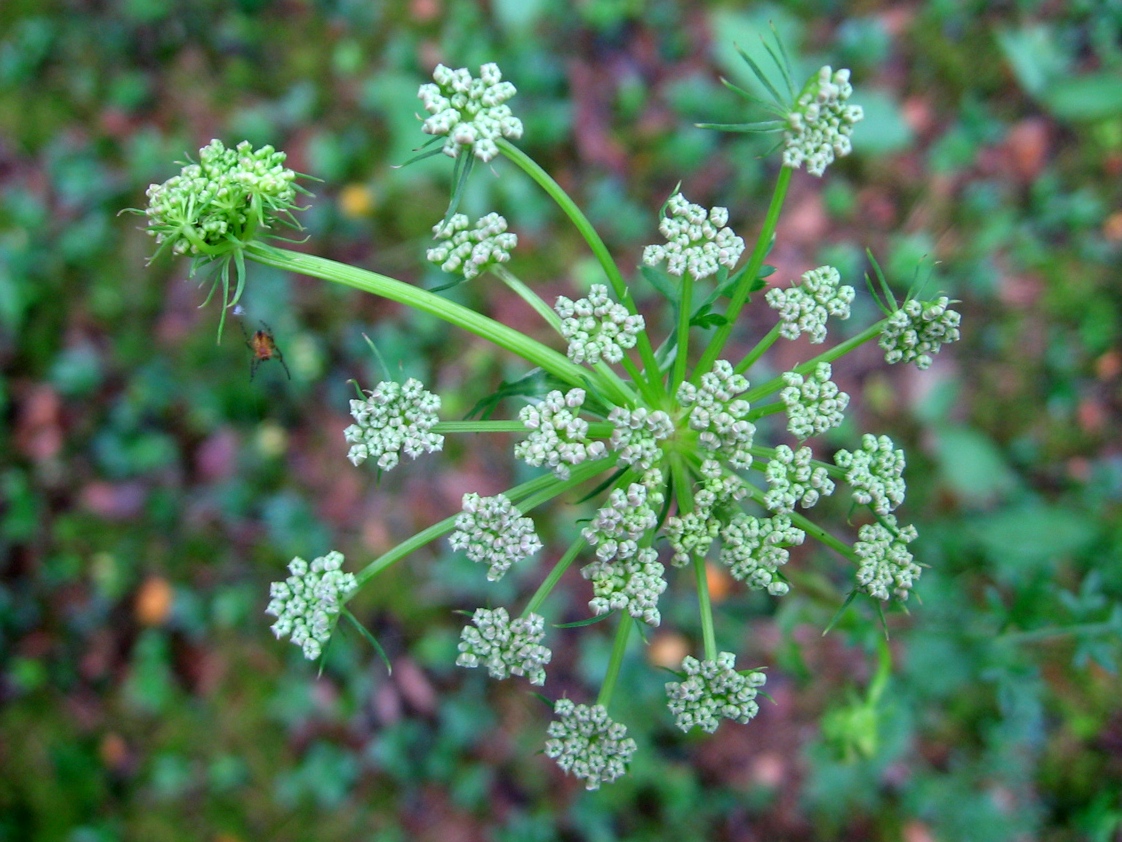 Изображение особи Peucedanum oreoselinum.