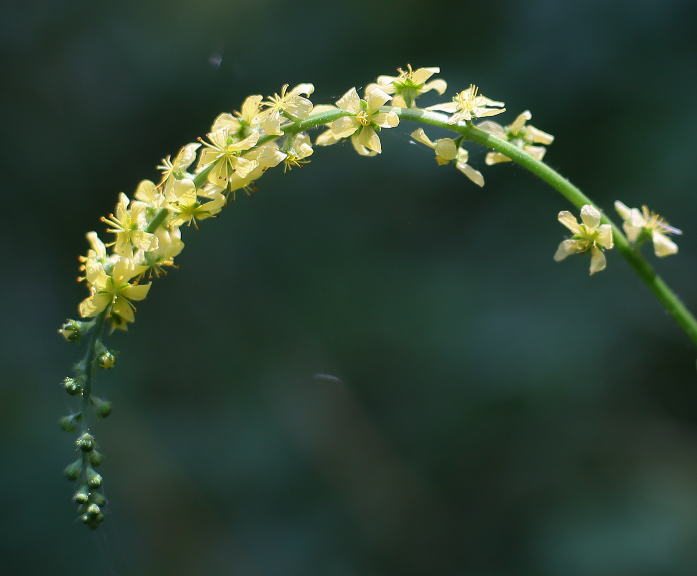 Image of Agrimonia asiatica specimen.