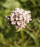 Valeriana dubia