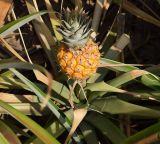 Ananas comosus