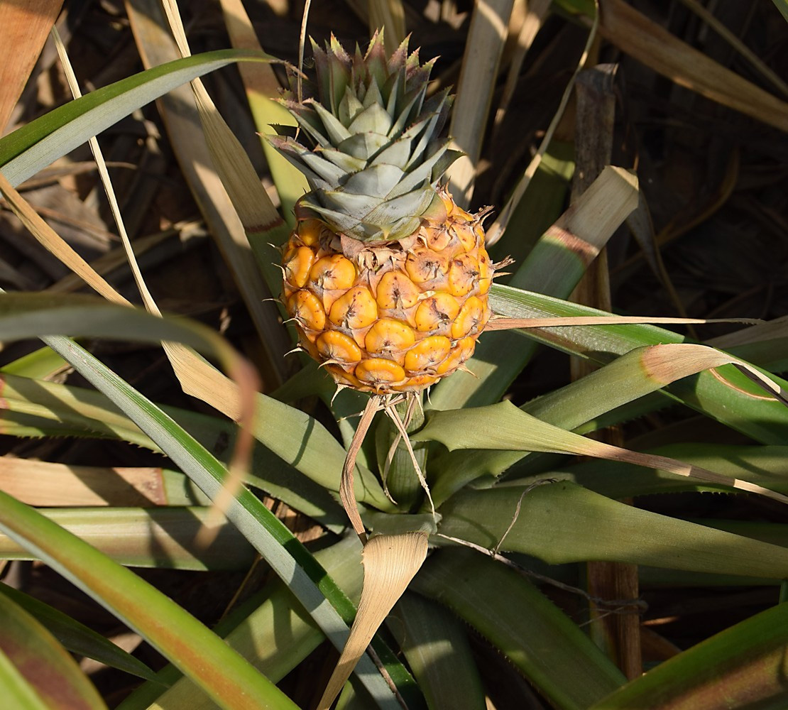 Изображение особи Ananas comosus.