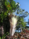 Ravenala madagascariensis. Цветущее растение. Австралия, г. Брисбен, ботанический сад. 12.07.2015.