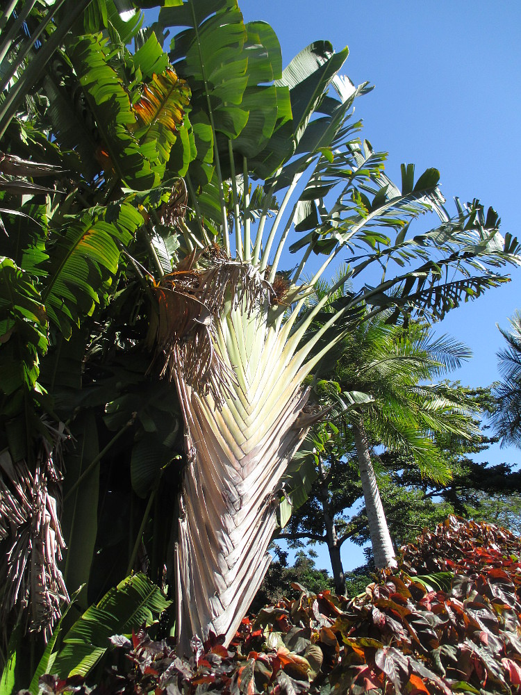 Image of Ravenala madagascariensis specimen.