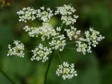 Chaerophyllum aromaticum. Соцветие. Калужская обл., ст. Думиничи, используемый под выпас суходольный луг. 23.08.2009.