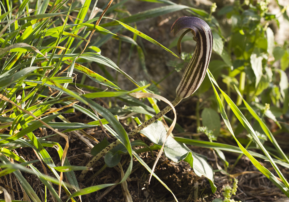 Изображение особи Arisarum vulgare.