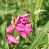 Lathyrus tuberosus