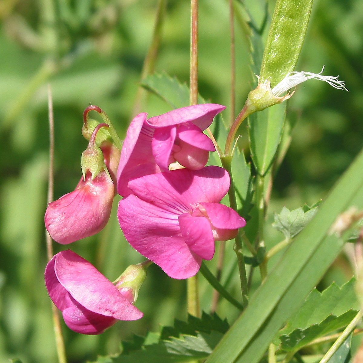 Изображение особи Lathyrus tuberosus.