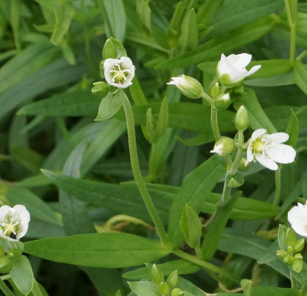 Изображение особи Cerastium bungeanum.