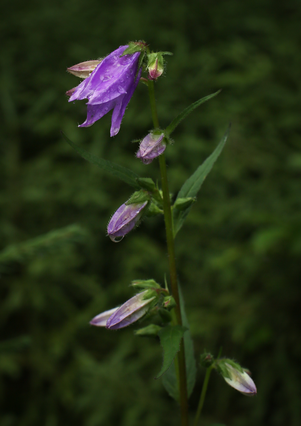 Изображение особи Campanula trachelium.