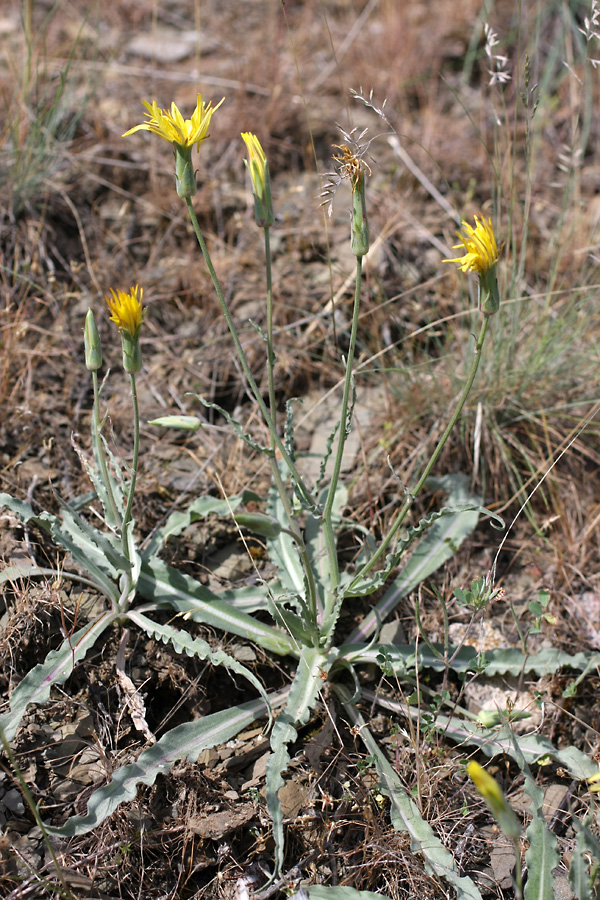 Image of Scorzonera inconspicua specimen.