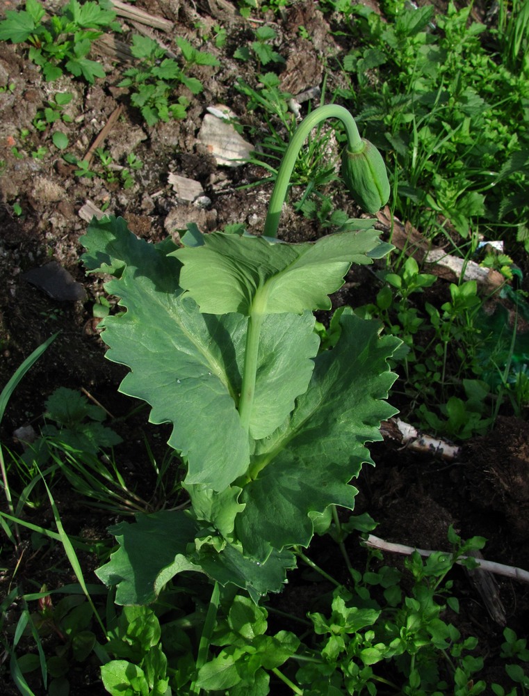 Image of Papaver somniferum specimen.