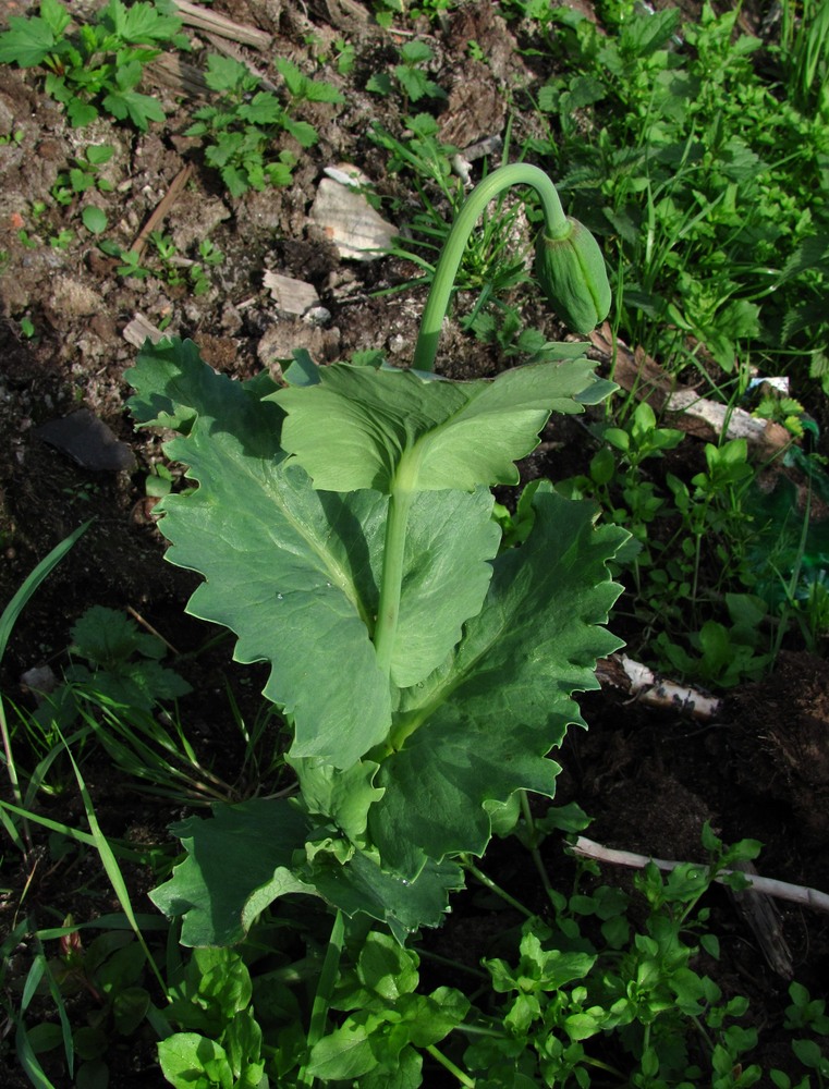 Изображение особи Papaver somniferum.