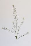 Capsella bursa-pastoris. Верхушка растения с цветками и плодами. Республика Молдова, пригород Кишинёва. 29 апреля 2009 г.