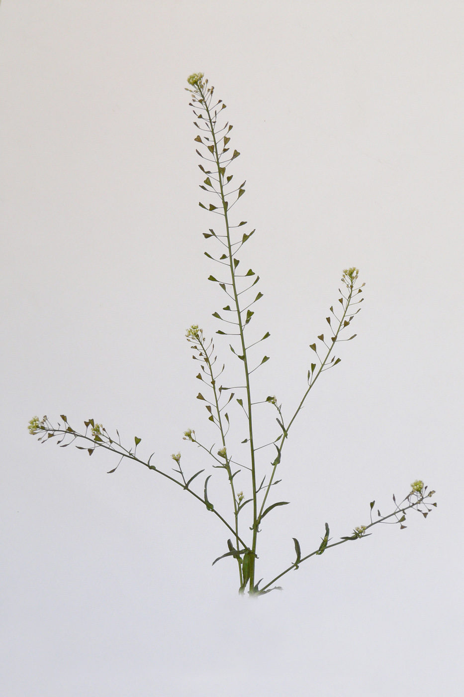 Image of Capsella bursa-pastoris specimen.