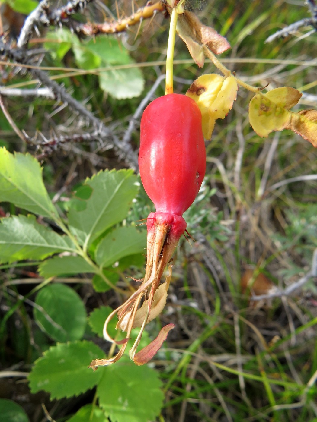 Image of Rosa acicularis specimen.