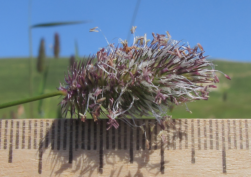 Изображение особи Phleum alpinum.