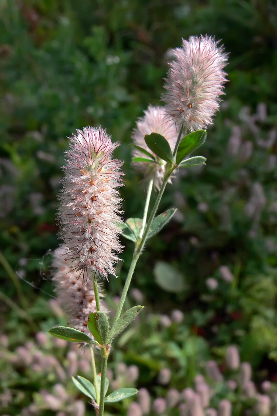 Image of Trifolium arvense specimen.