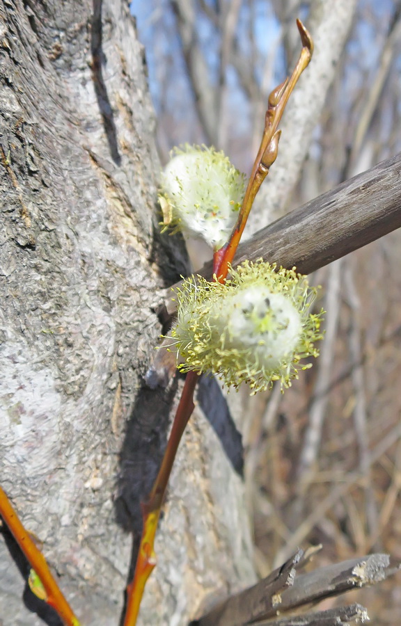 Image of Salix rorida specimen.