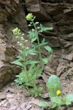 Alyssum alyssoides