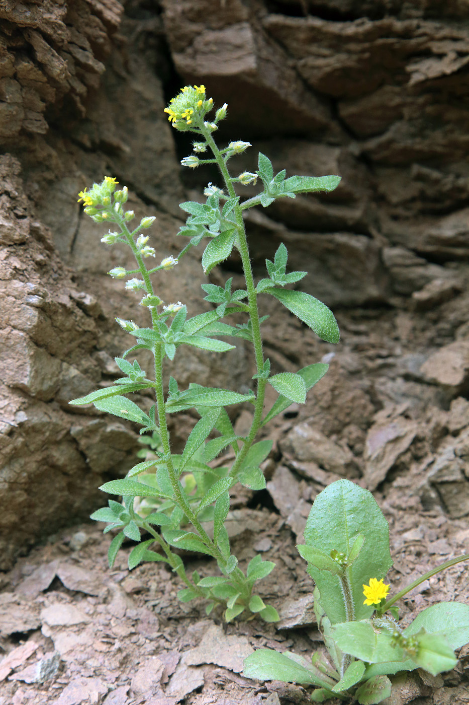 Image of Alyssum alyssoides specimen.