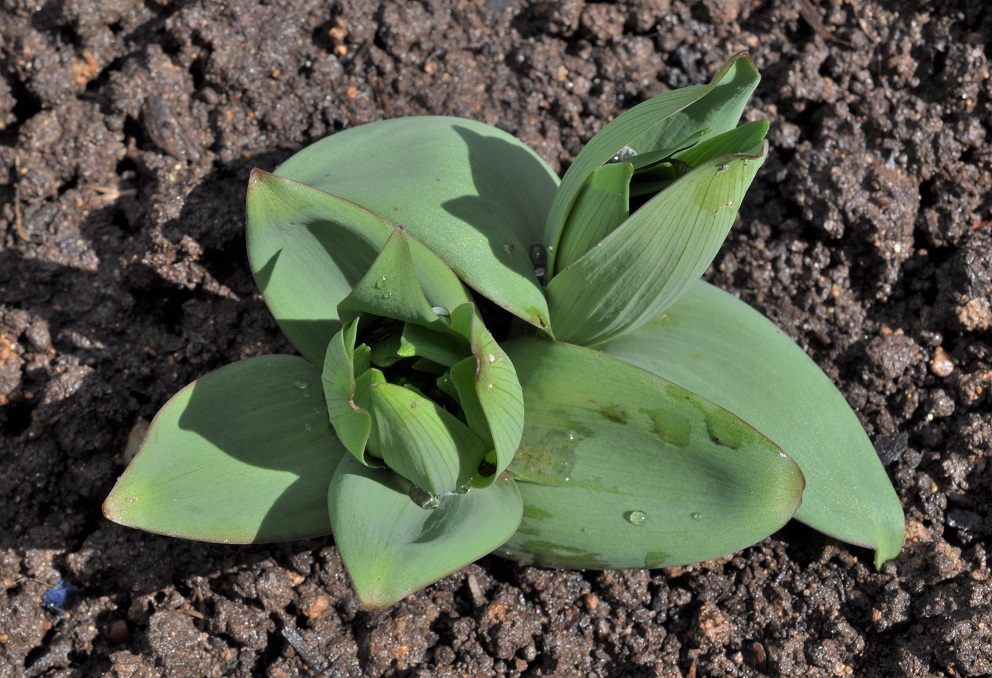 Изображение особи Fritillaria pallidiflora.