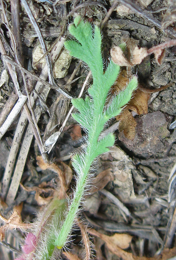 Изображение особи Papaver stevenianum.