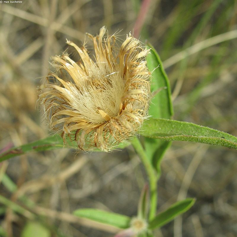 Изображение особи Centaurea trichocephala.