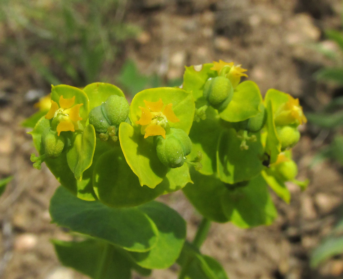 Изображение особи Euphorbia agraria.