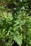 Verbascum pyramidatum