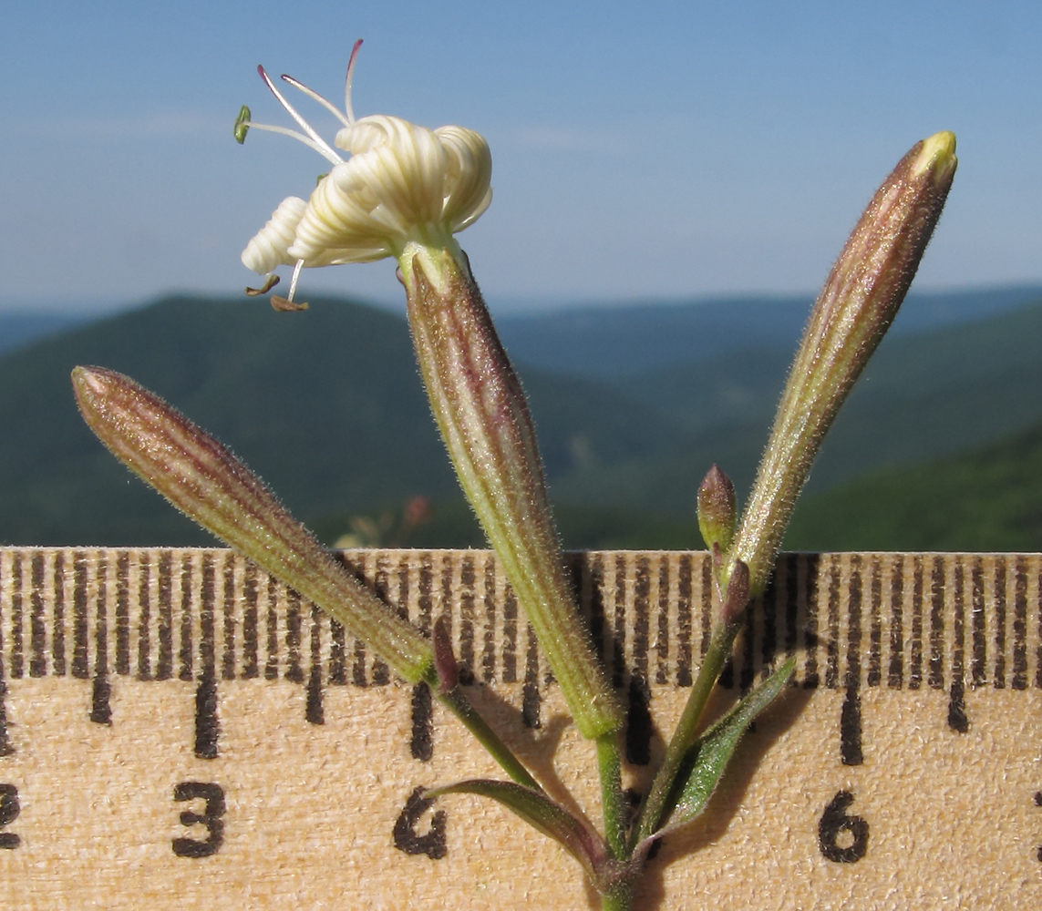 Изображение особи Silene italica.