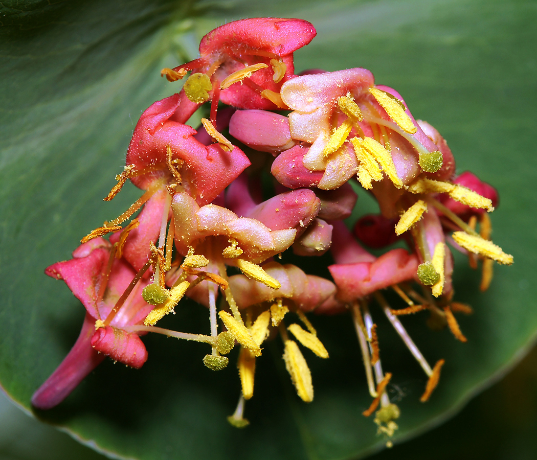 Изображение особи Lonicera dioica.