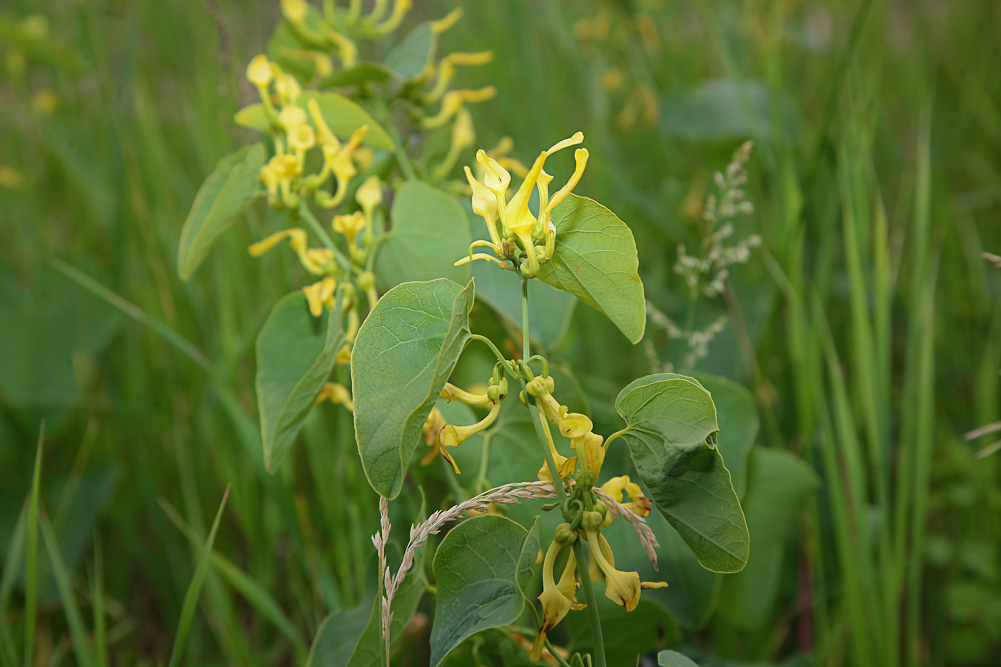 Изображение особи Aristolochia clematitis.