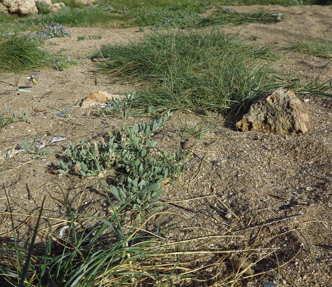 Image of Halimione portulacoides specimen.