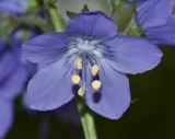 Polemonium schmidtii
